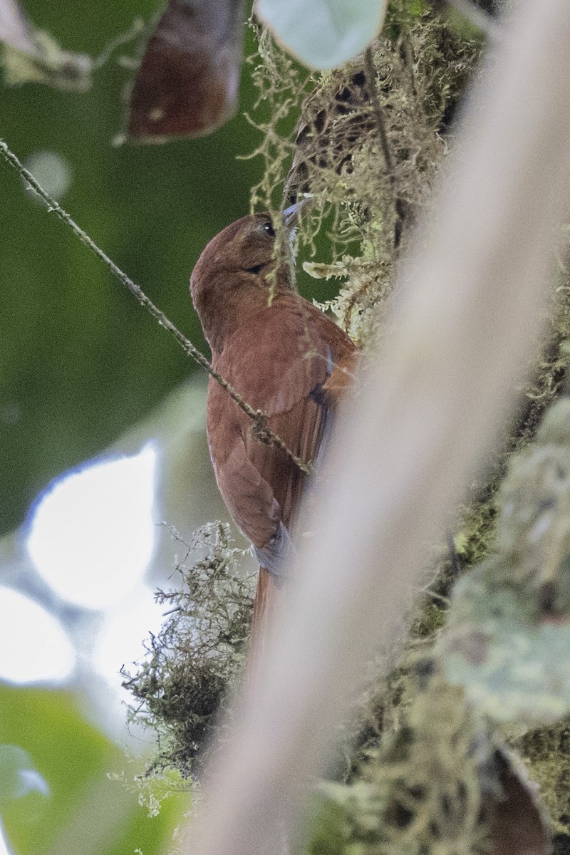 Fulvous-dotted Treerunner - ML616195452