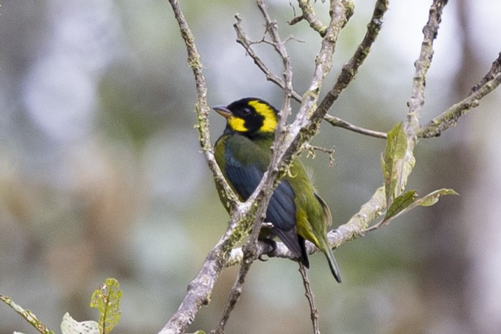 Gold-ringed Tanager - ML616195540