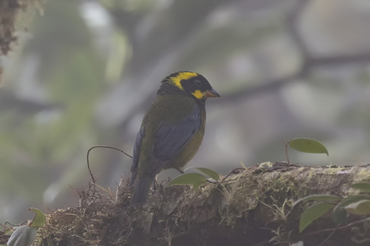 Gold-ringed Tanager - ML616195541