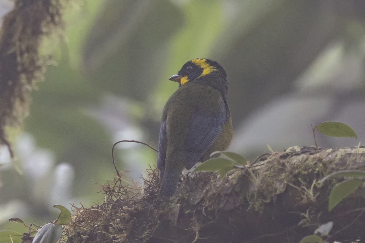 Gold-ringed Tanager - ML616195542