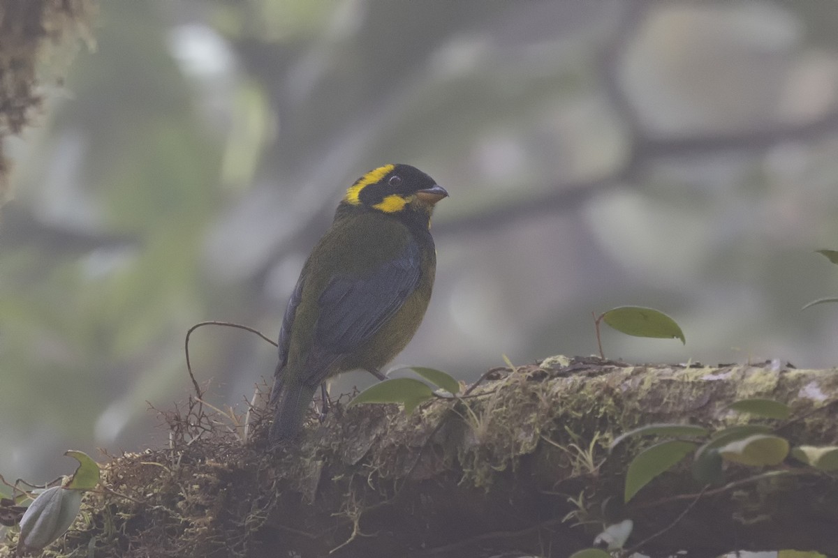 Gold-ringed Tanager - ML616195544