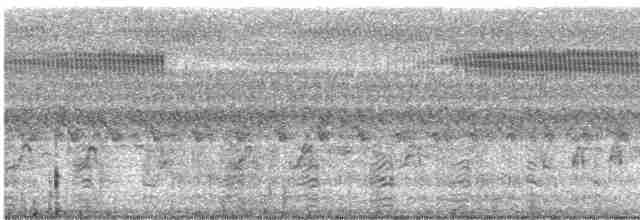 husice bělohlavá - ML616195554