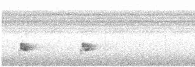 Troglodyte à poitrine blanche - ML616195623