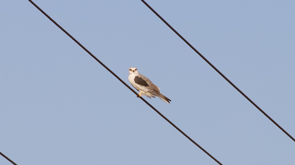 White-tailed Kite - ML616195682