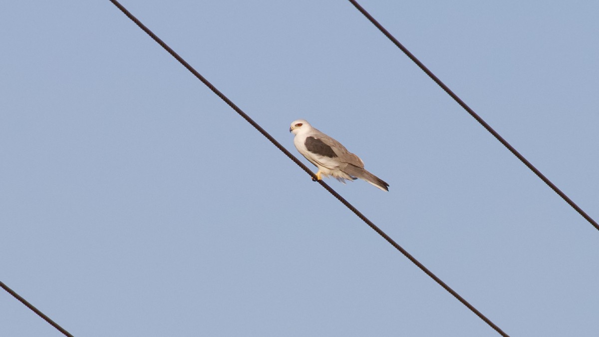 White-tailed Kite - ML616195683
