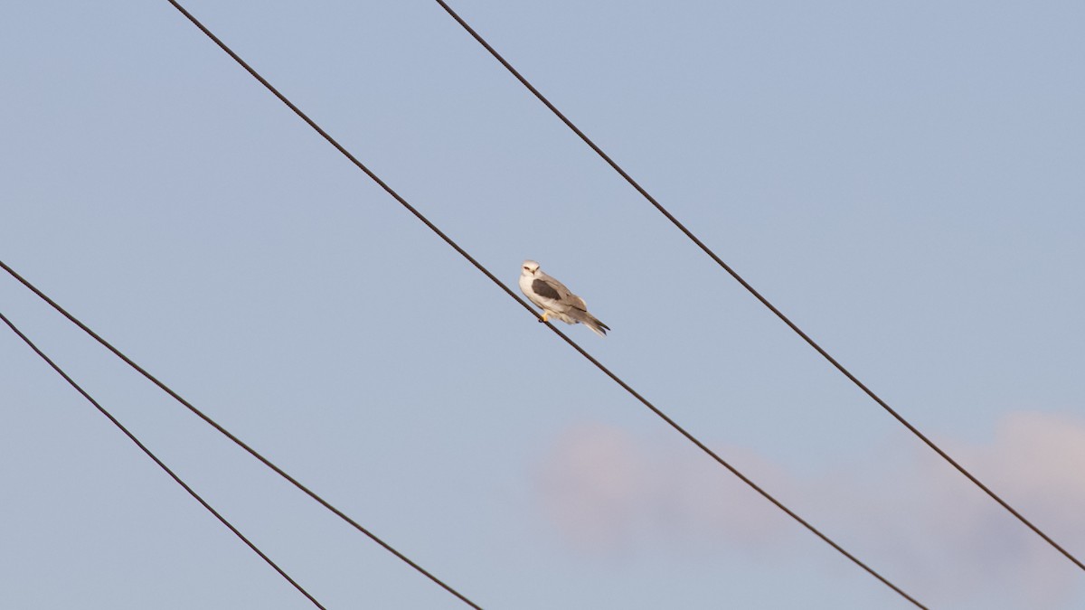 White-tailed Kite - ML616195684
