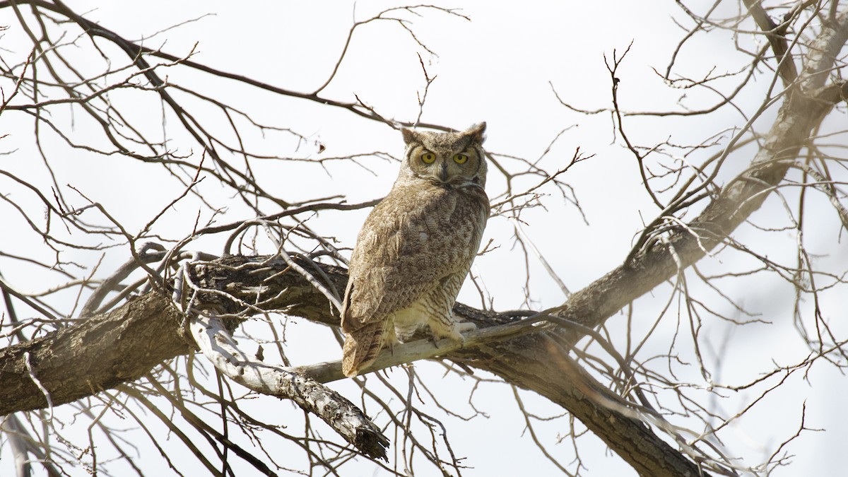 Great Horned Owl - ML616195713