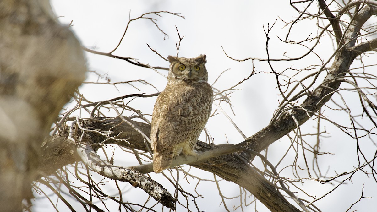 Great Horned Owl - ML616195714