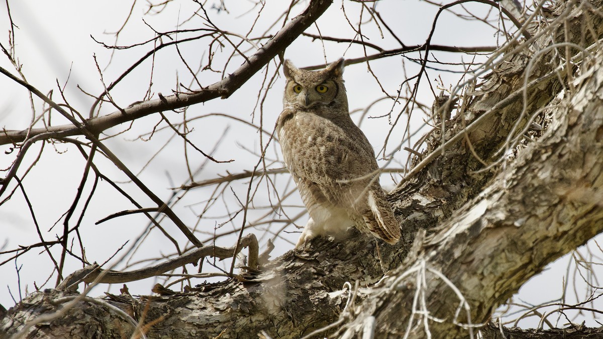 Great Horned Owl - ML616195715