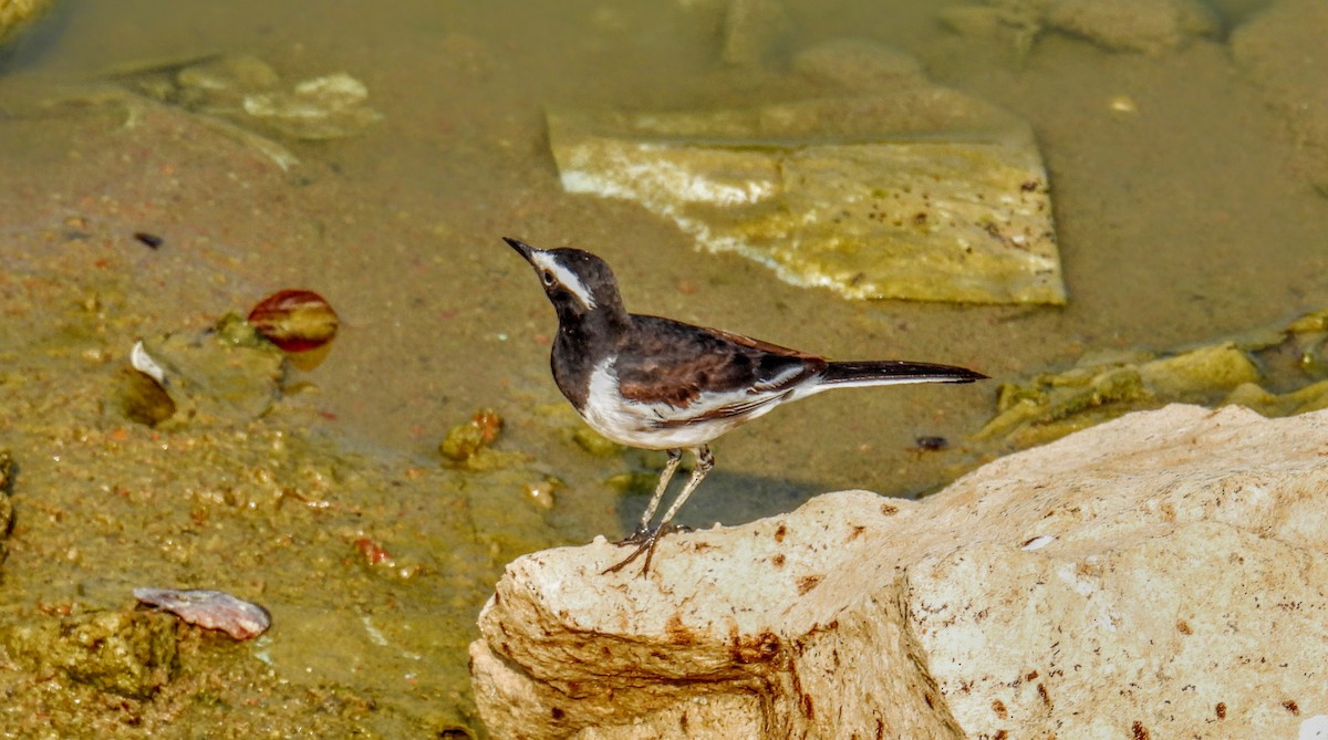 White-browed Wagtail - ML616195771