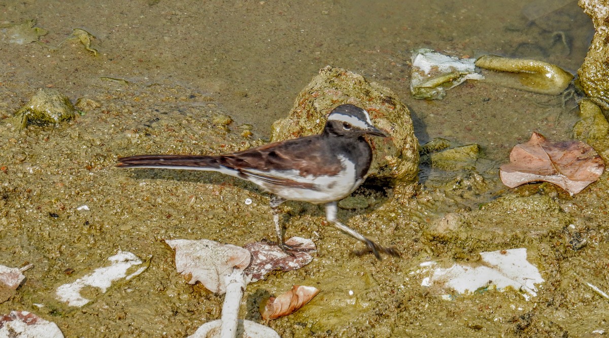 White-browed Wagtail - ML616195772
