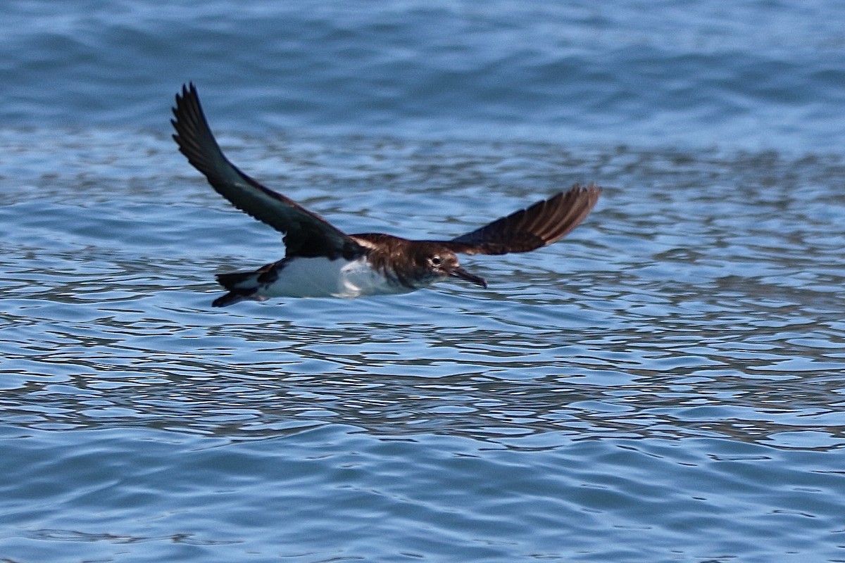 Hutton's Shearwater - Pauline and Ray Priest