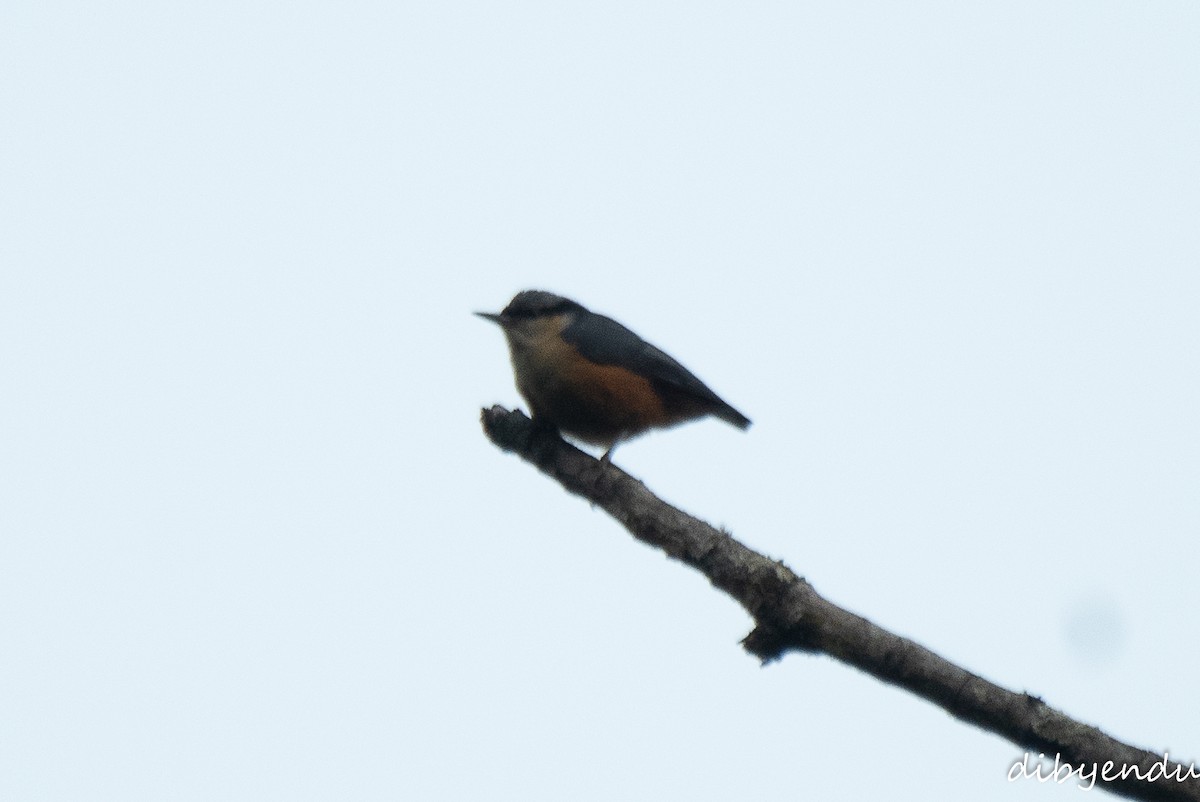 White-tailed Nuthatch - ML616196024