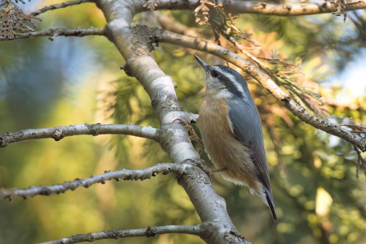 Red-breasted Nuthatch - ML616196116