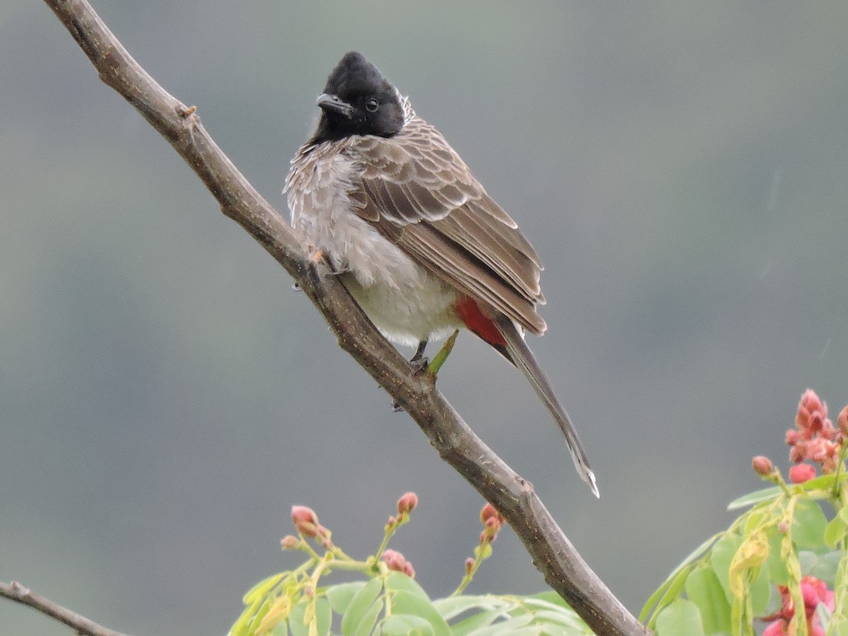 Red-vented Bulbul - ML616196187