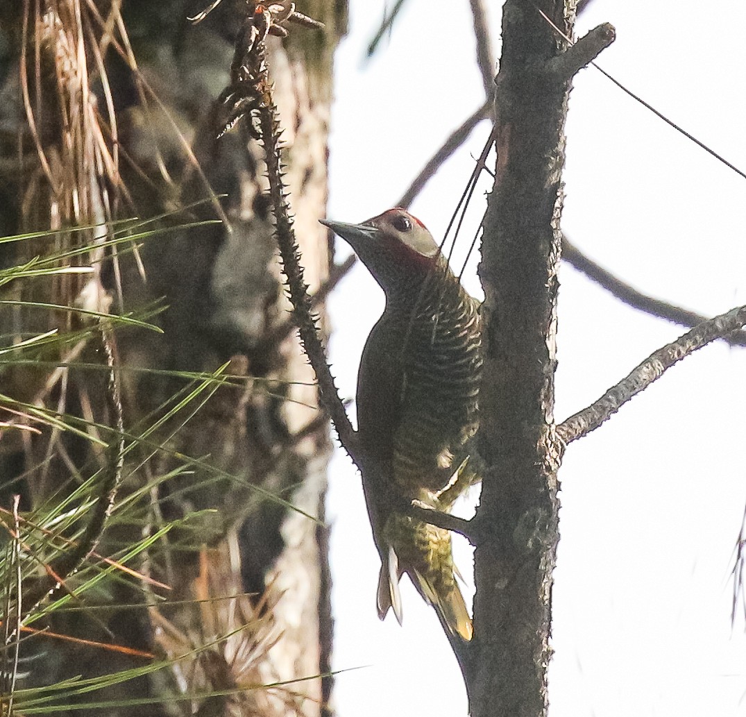 Golden-olive Woodpecker - ML616196203
