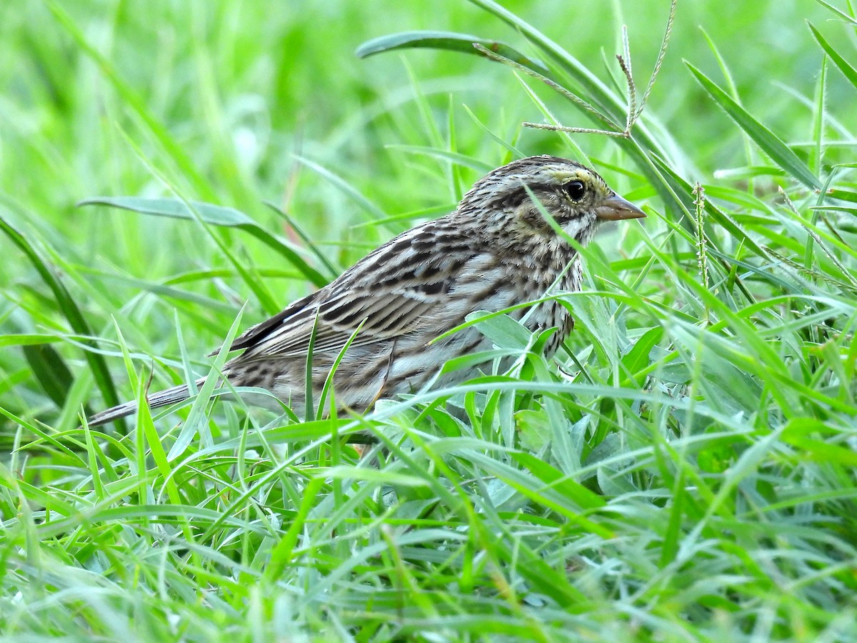 Savannah Sparrow - ML616196226