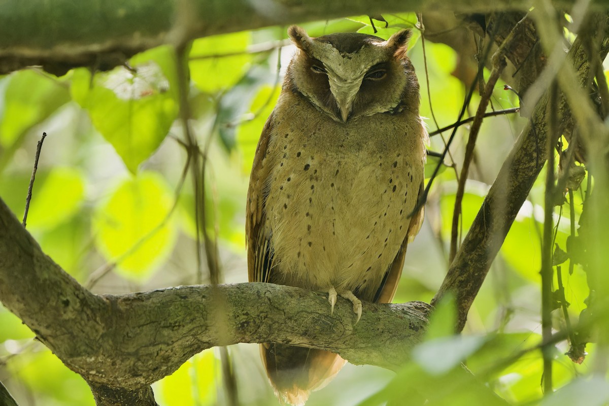 White-fronted Scops-Owl - ML616196270