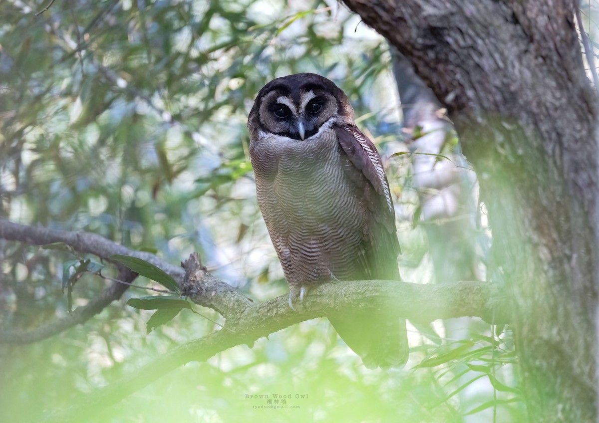 Brown Wood-Owl (Brown) - ML616196348