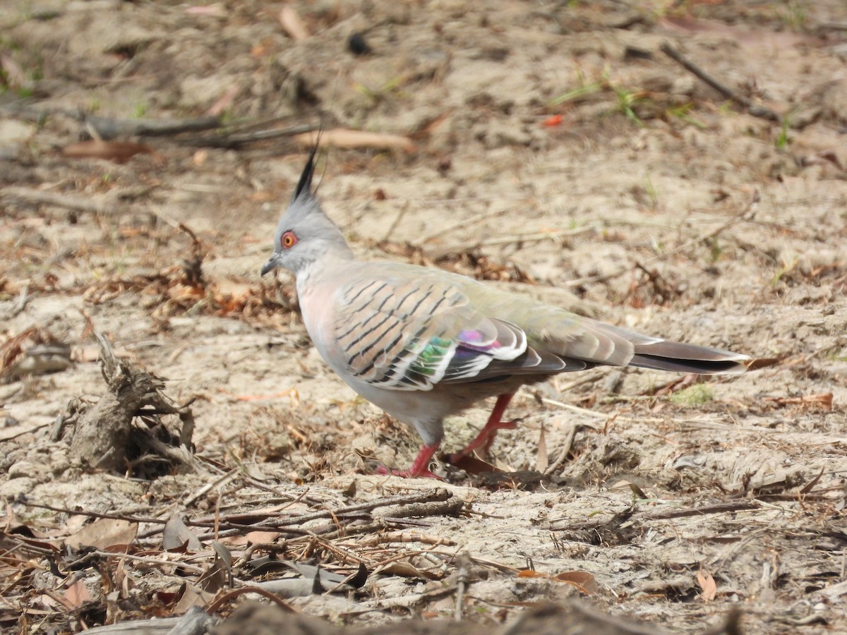 Crested Pigeon - ML616196401