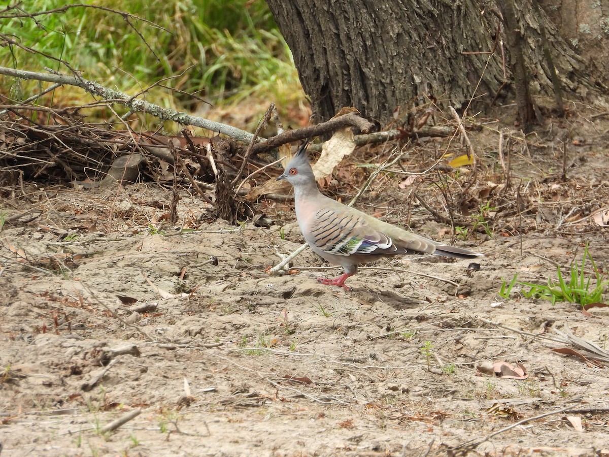 Crested Pigeon - ML616196403