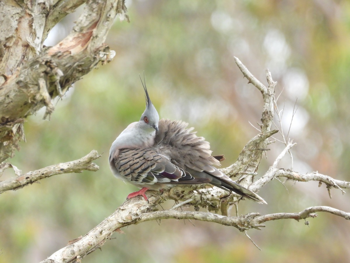 Crested Pigeon - ML616196405