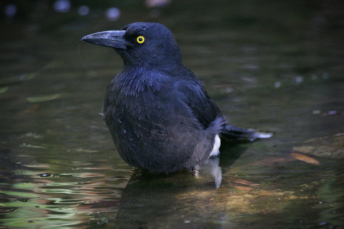 Pied Currawong - ML616196406