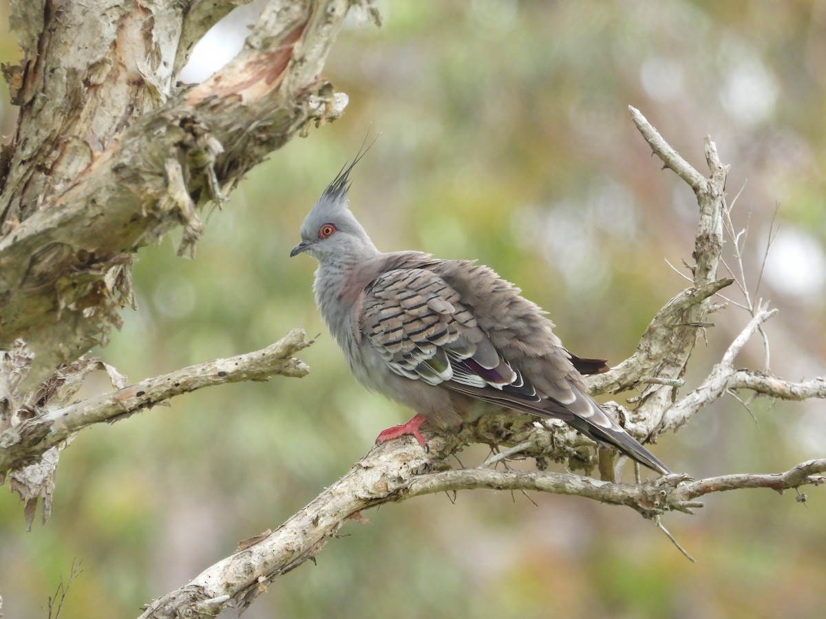 Crested Pigeon - ML616196410