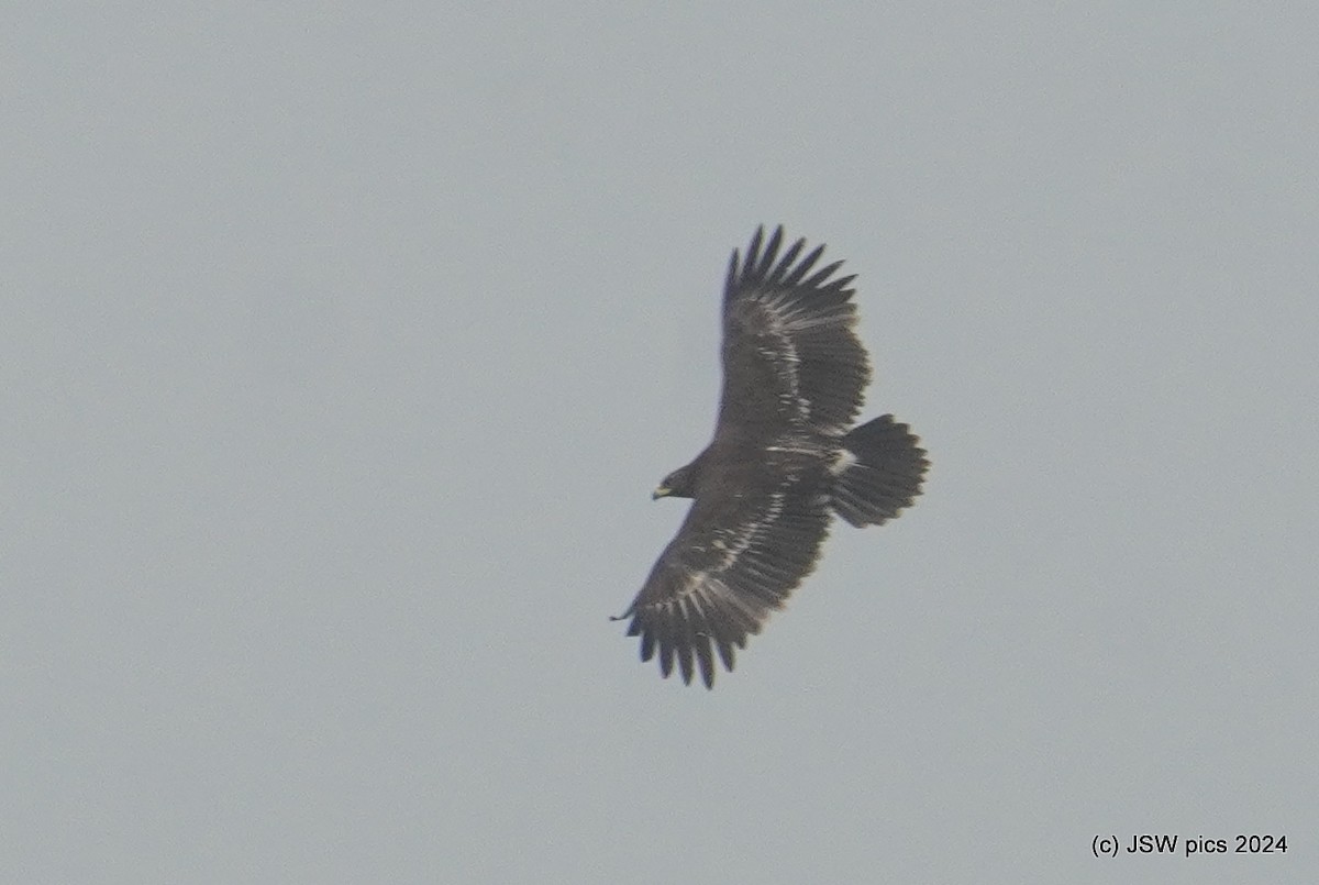 Greater Spotted Eagle - ML616196504