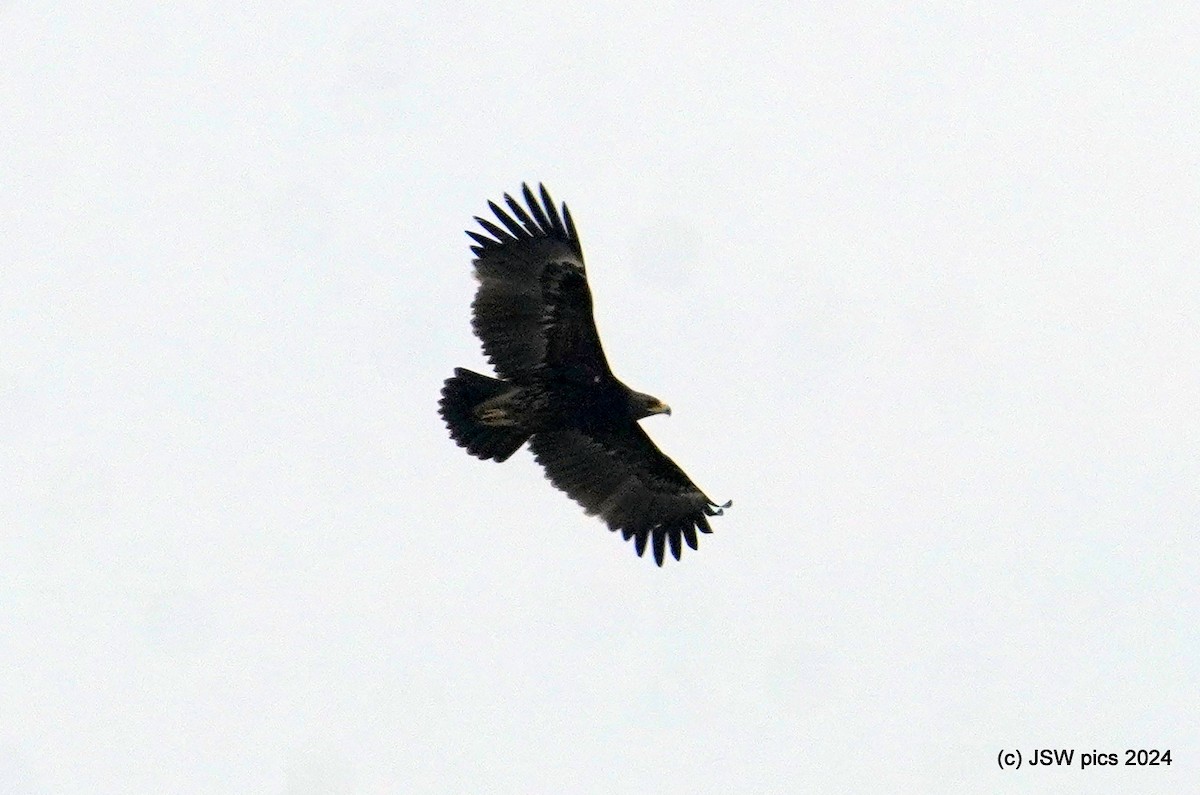 Greater Spotted Eagle - Jaswinder Waraich
