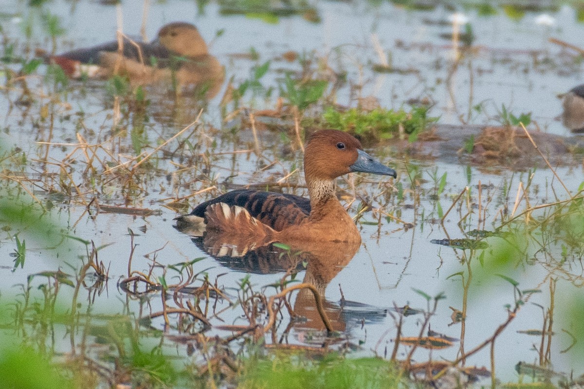 Fulvous Whistling-Duck - ML616196549