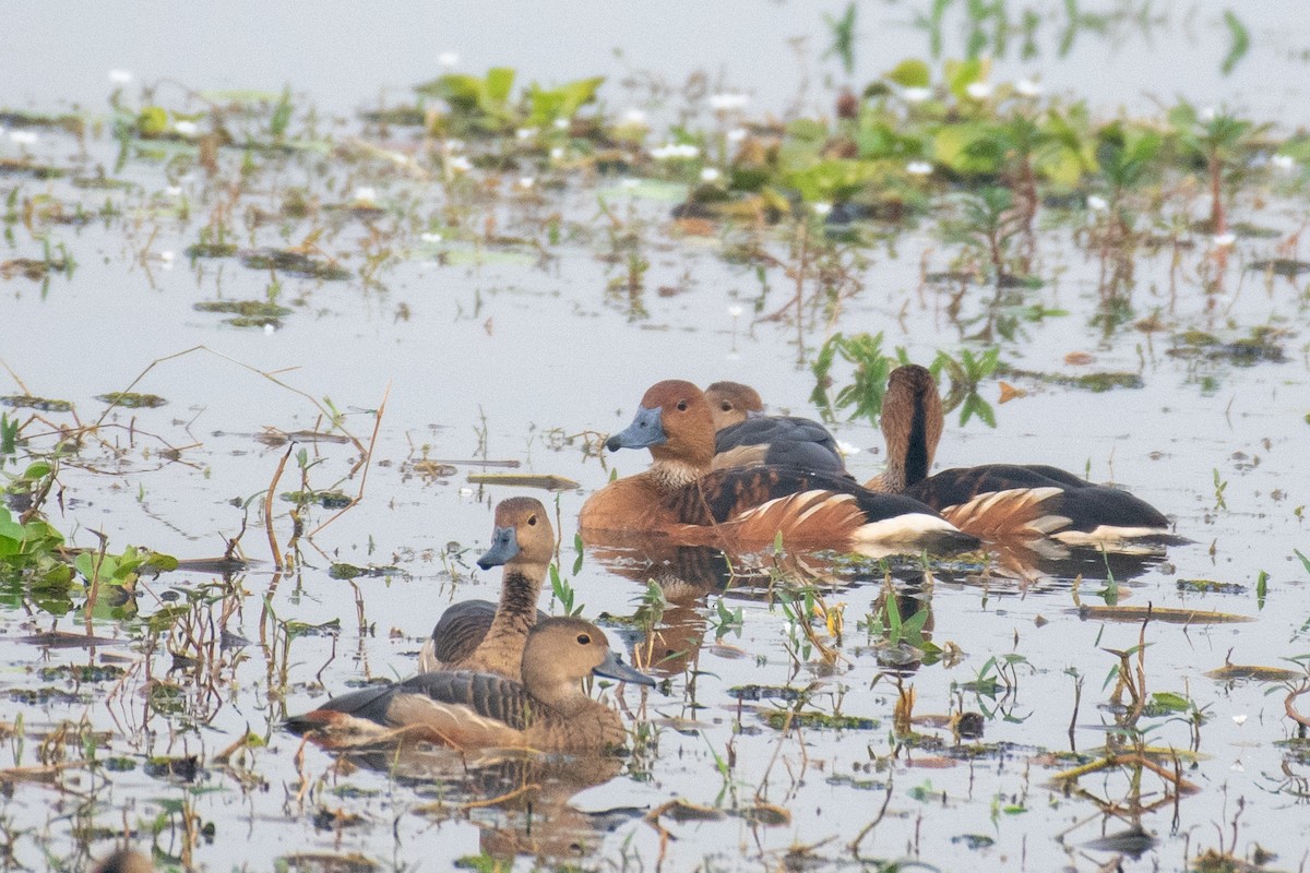 Fulvous Whistling-Duck - ML616196551