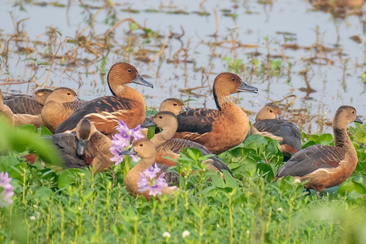 Fulvous Whistling-Duck - Manish Kumar Chattopadhyay
