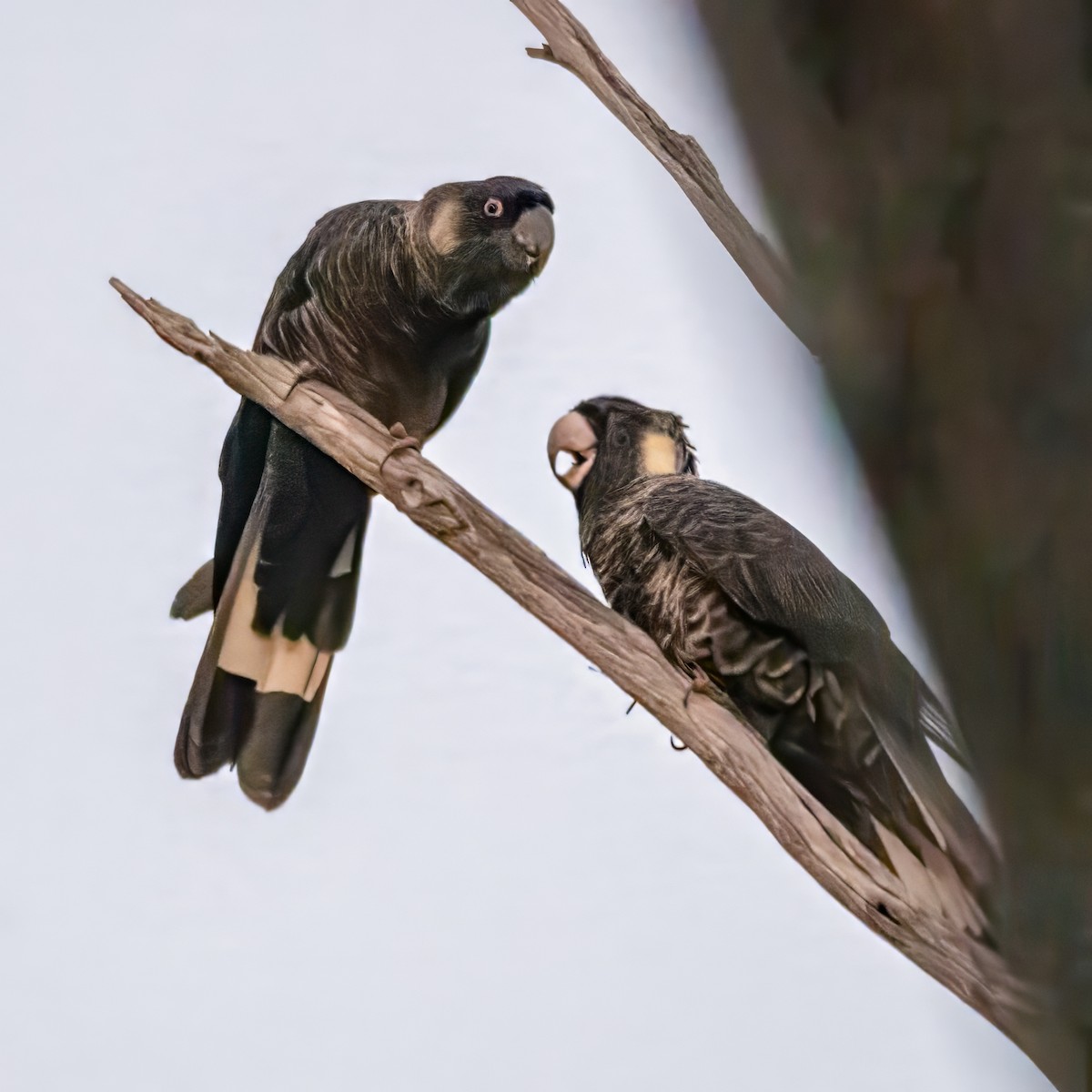 Baudin's Black-Cockatoo - Geoffrey Groom