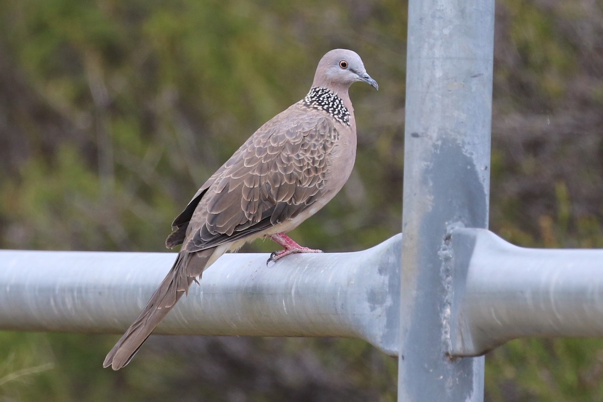 Spotted Dove - ML616196793