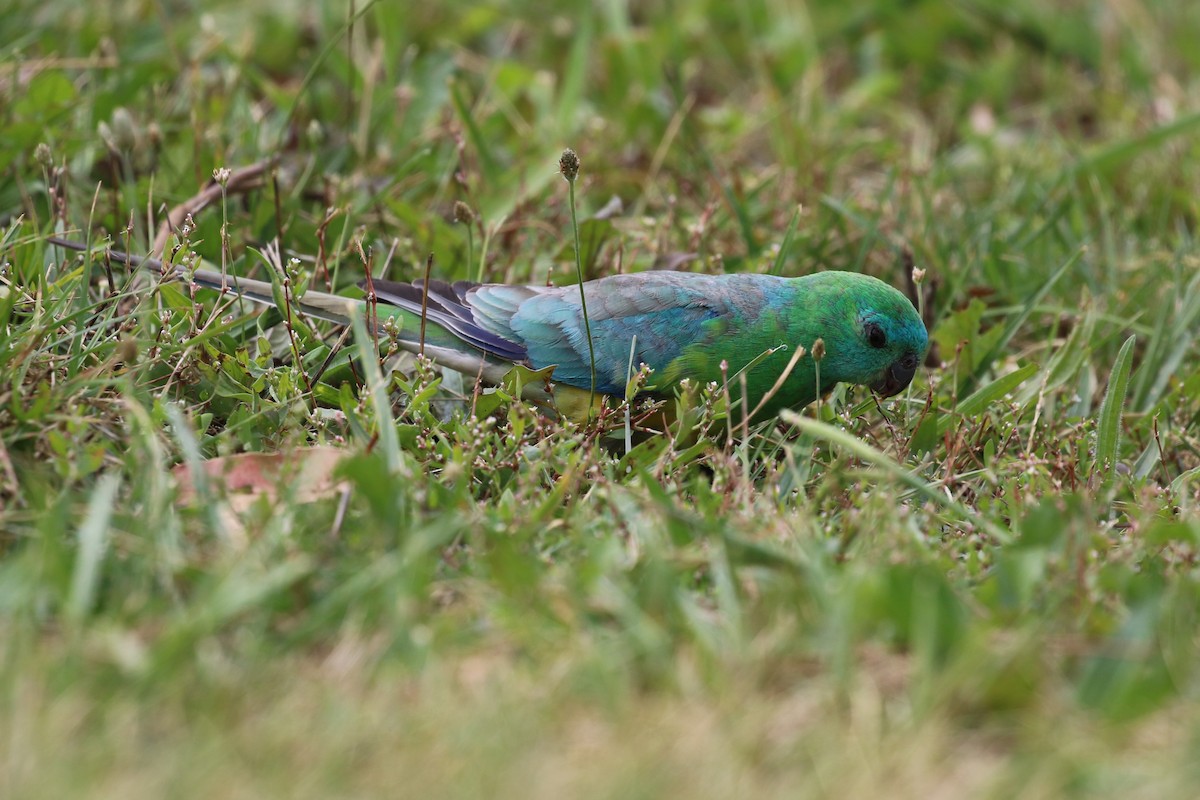 Red-rumped Parrot - Deb & Rod R