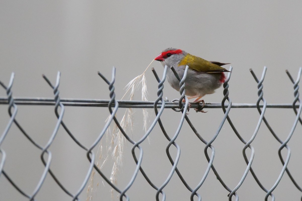 Red-browed Firetail - ML616196999