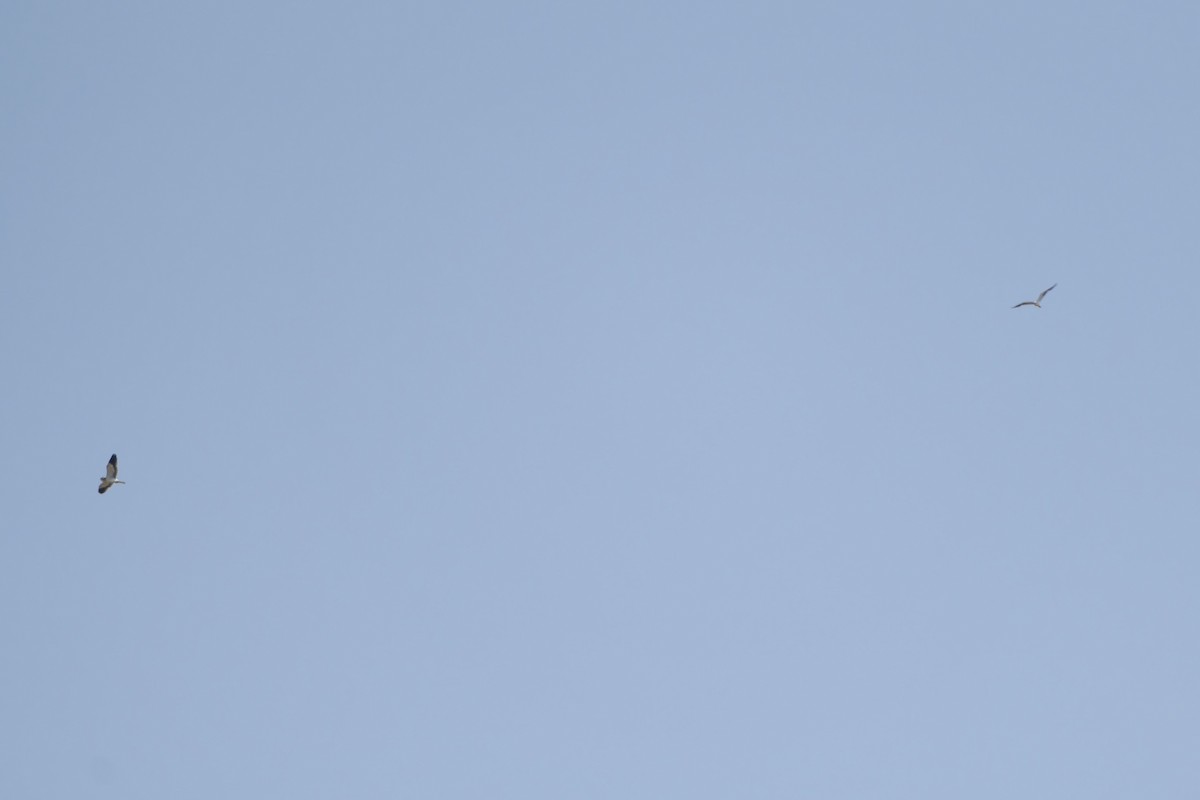 Black-winged Kite (Asian) - ML616197148