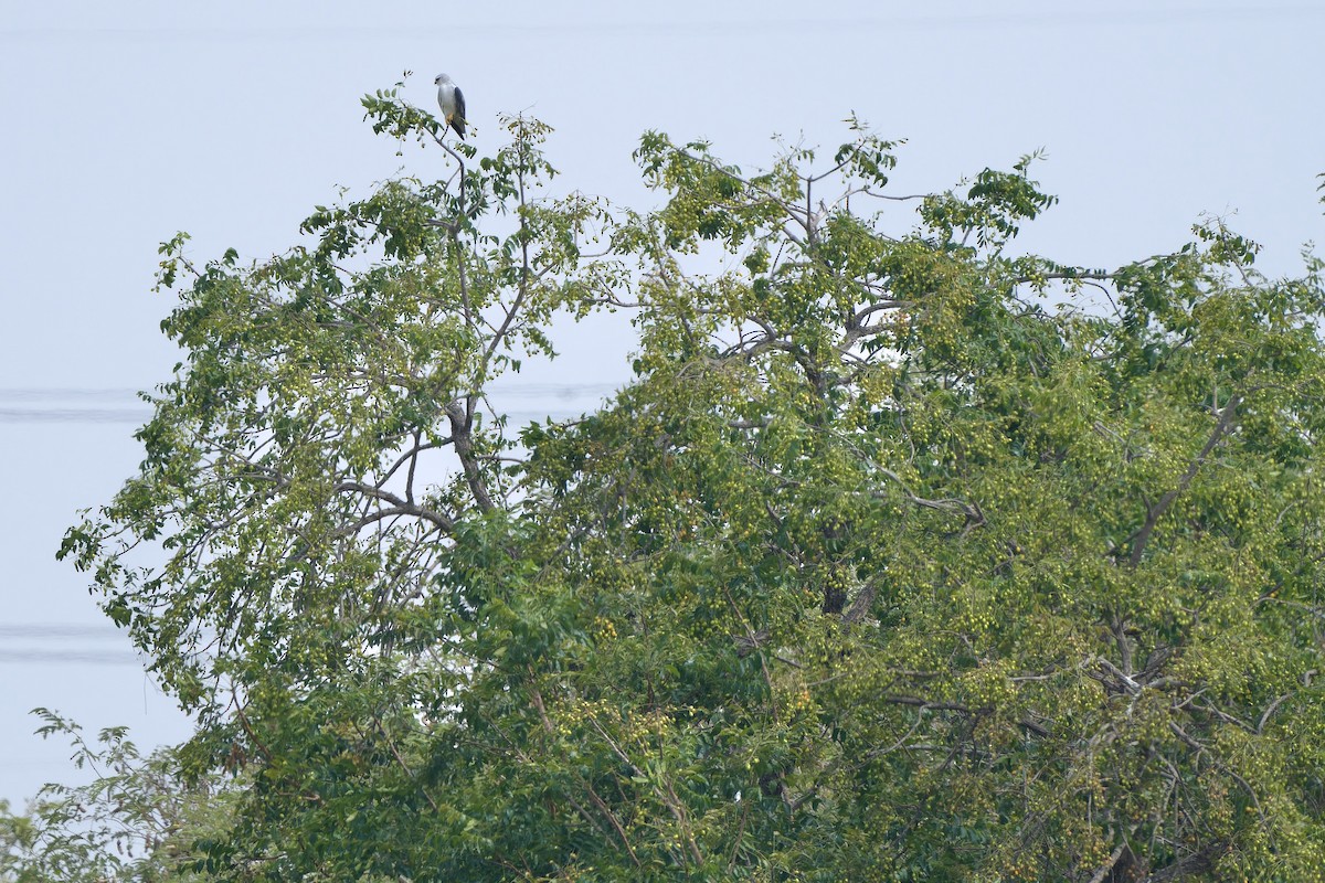 Black-winged Kite (Asian) - ML616197149
