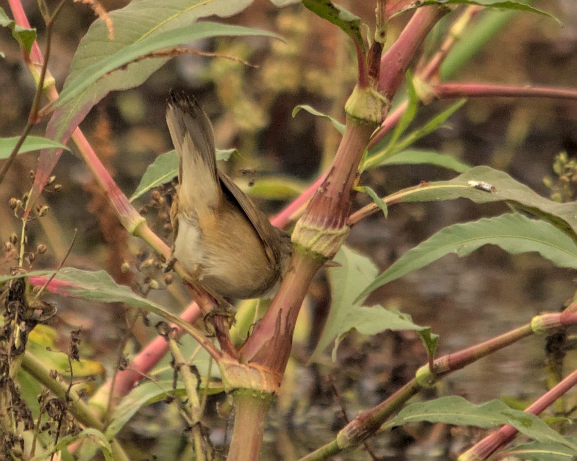 Common Reed Warbler (African) - ML616197270