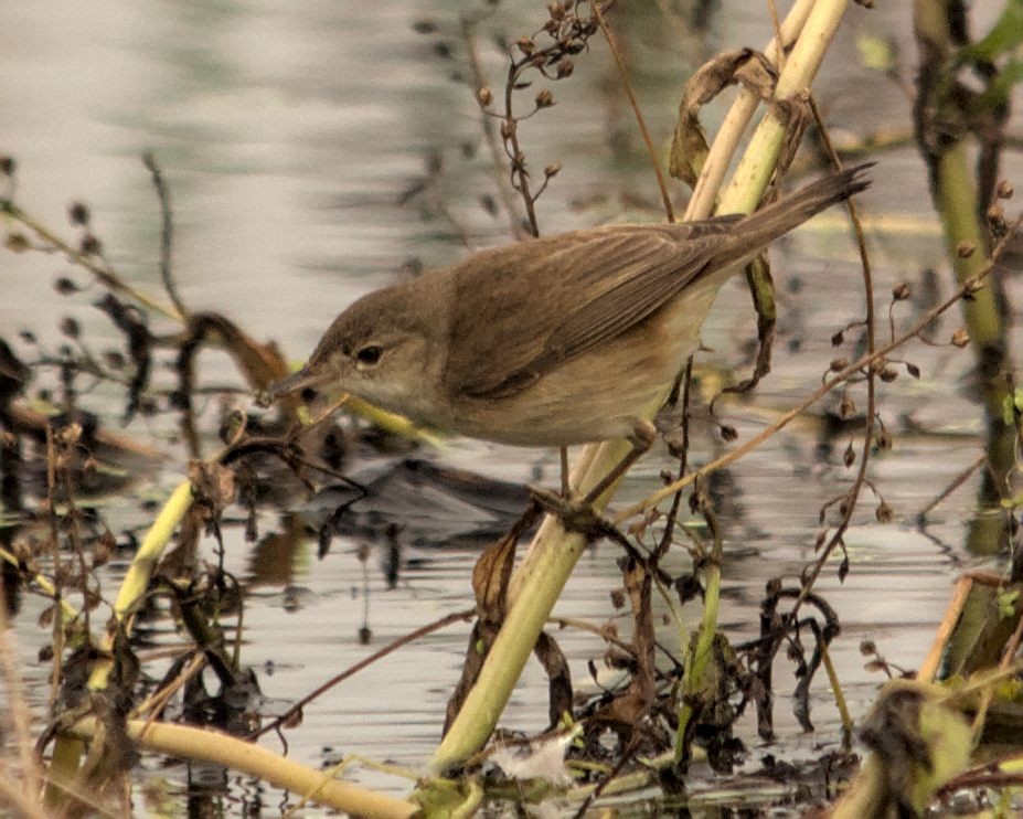 Common Reed Warbler (African) - ML616197272