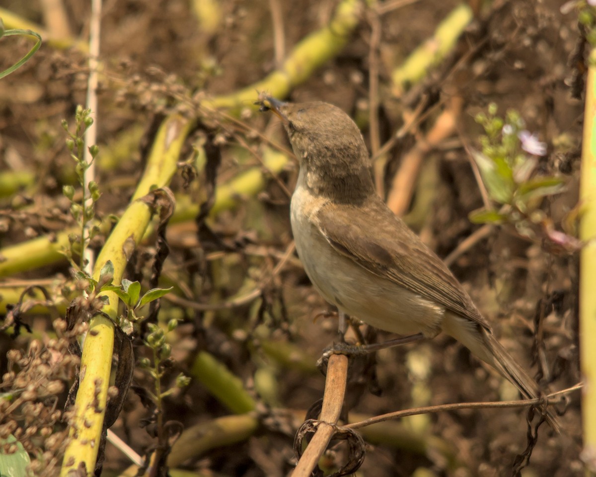 Common Reed Warbler (African) - ML616197338
