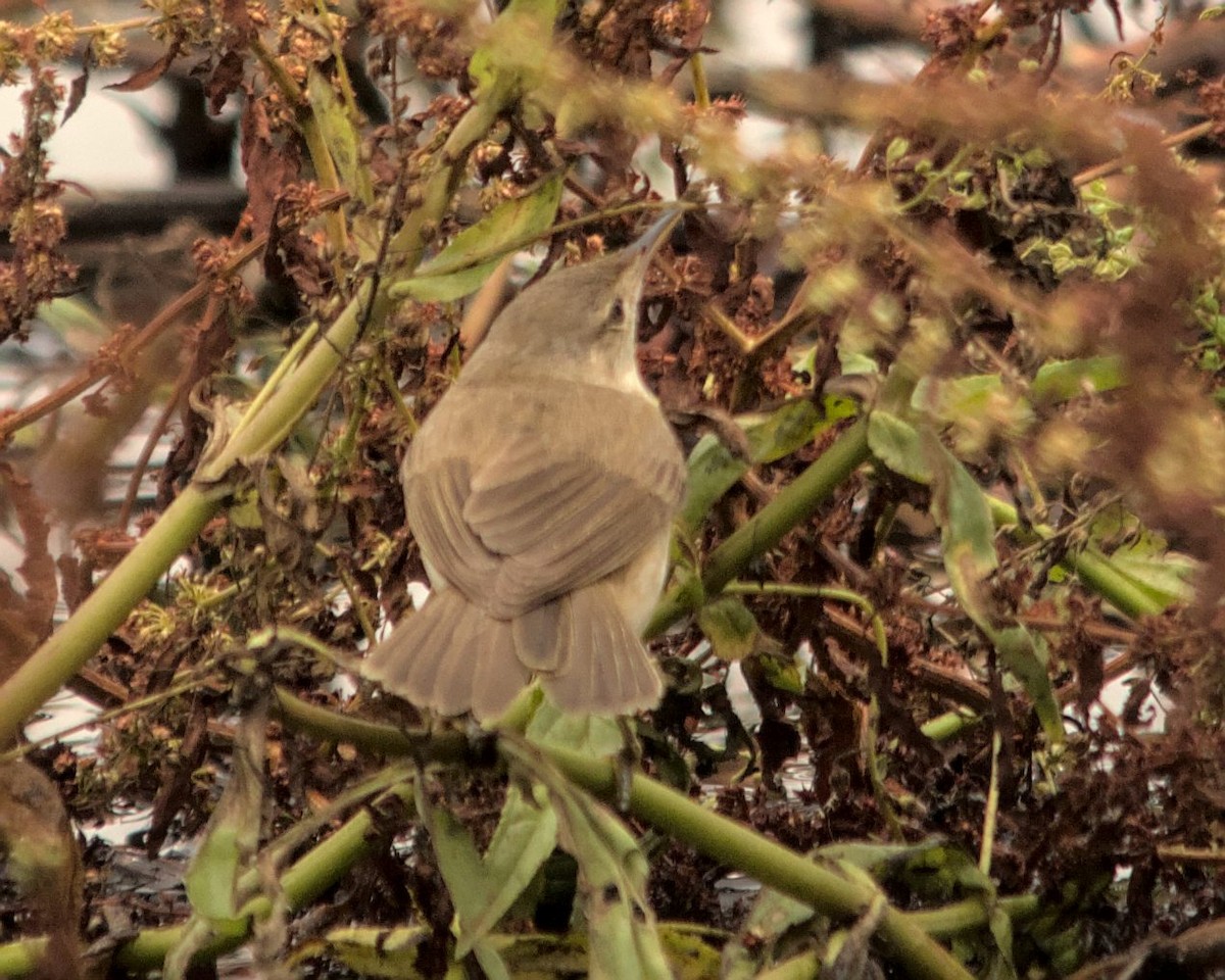 Common Reed Warbler (African) - ML616197339