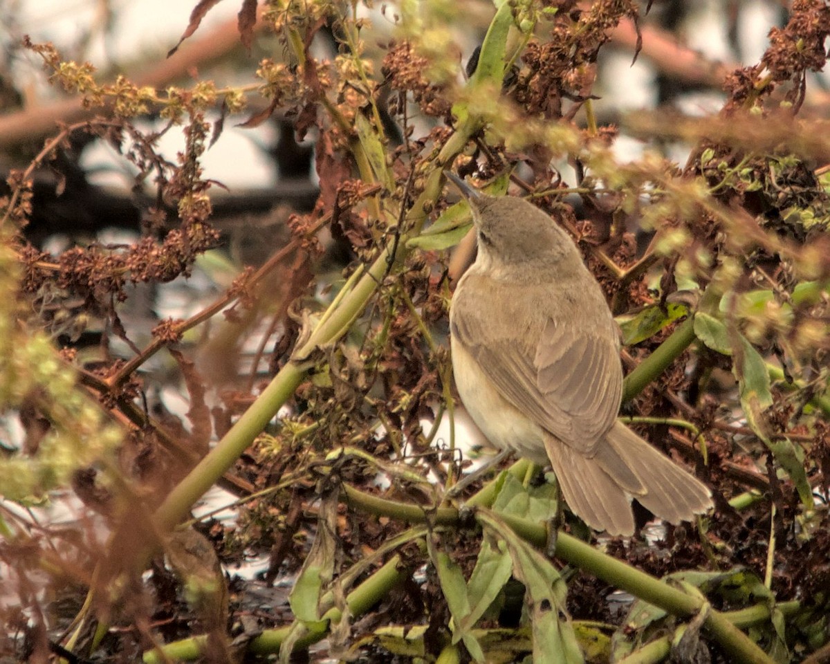 Common Reed Warbler (African) - ML616197340
