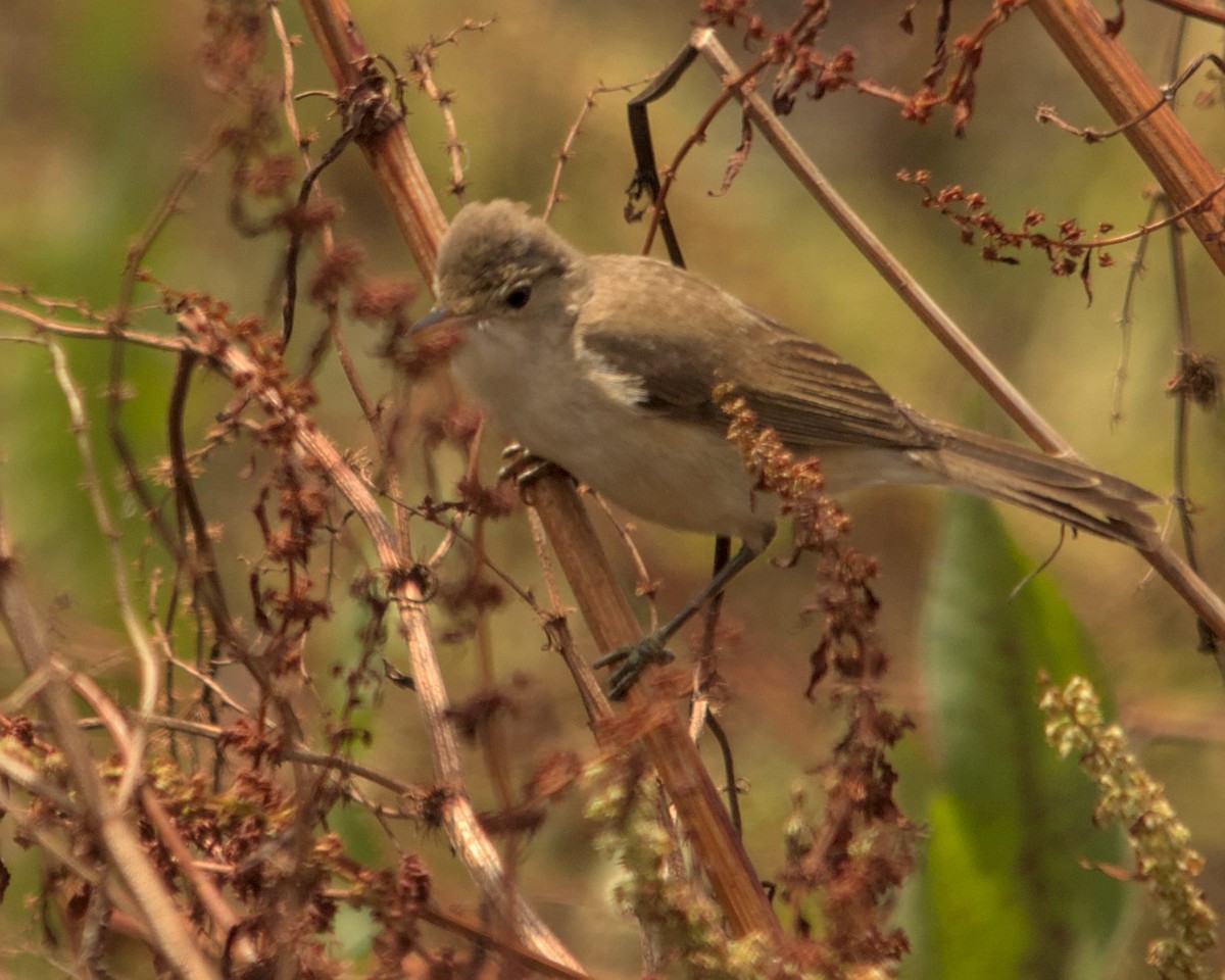 Common Reed Warbler (African) - ML616197343
