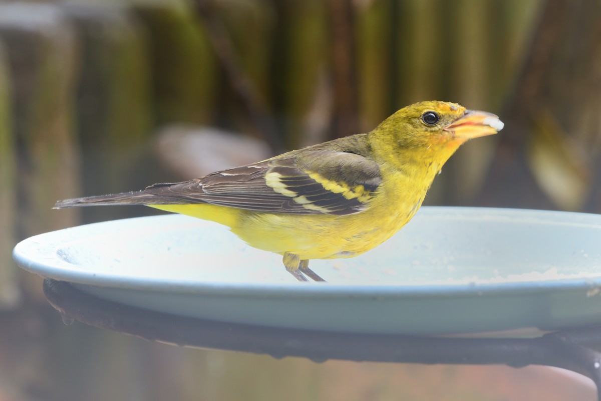 Western Tanager - ML616197365