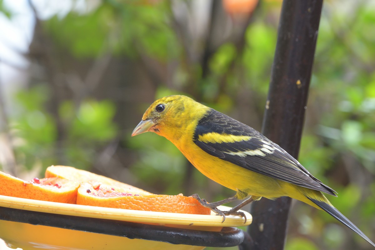 Western Tanager - ML616197367