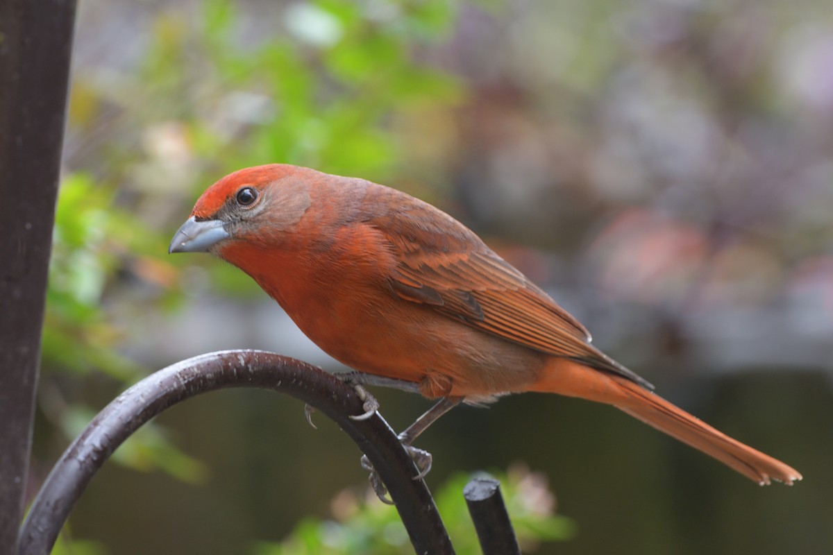 Hepatic Tanager - ML616197371