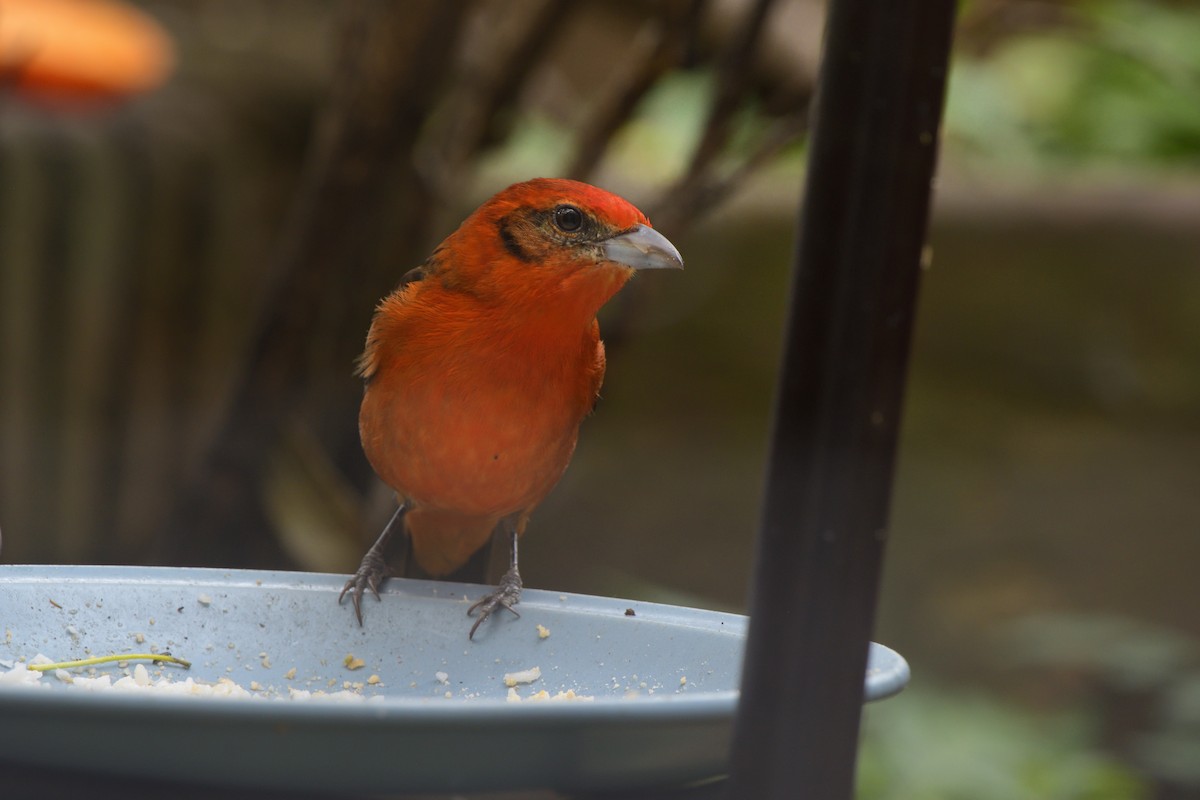 Flame-colored Tanager - ML616197417