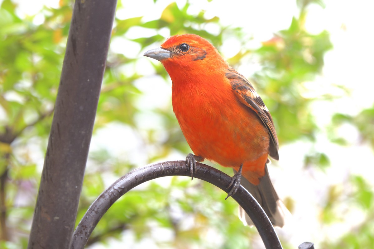 Flame-colored Tanager - ML616197437